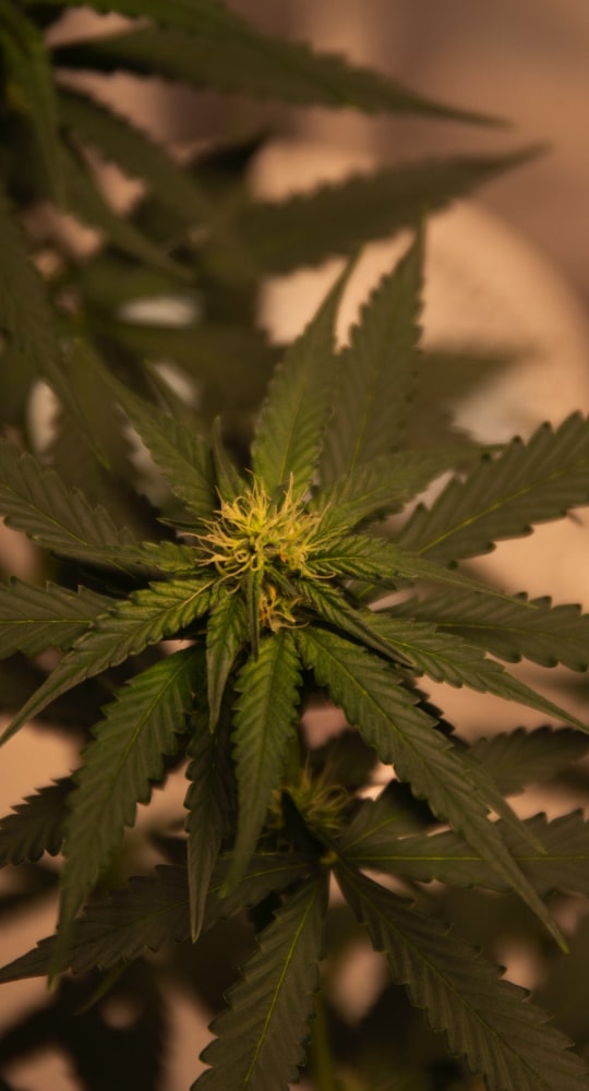 fleece gown - Professional Guide and Review